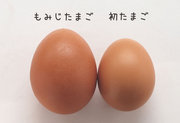 国産鶏「もみじ」のひよこが成長して初めて産んだたまごが「初たまご」です。 その期間はわずか3週間という大変貴重なたまごです。 たまごは小ぶりですが、卵黄は丸々として色が濃く、卵白は卵黄を包みこむ強い 弾力と粘度で最高の品質です