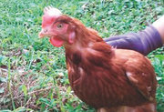 日本で育種改良された病気に強い国産鶏もみじを緑あふれる山の中で放し飼 いし、できるかぎり鶏本来の姿に近いかたちで育てています。